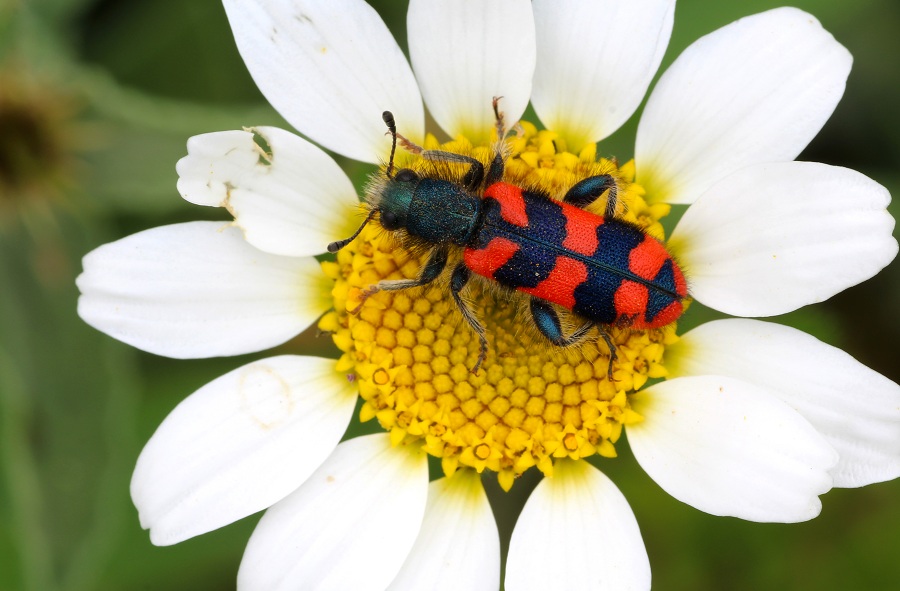 Trichodes alvearius (Cleridae)