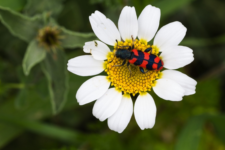 Trichodes alvearius (Cleridae)