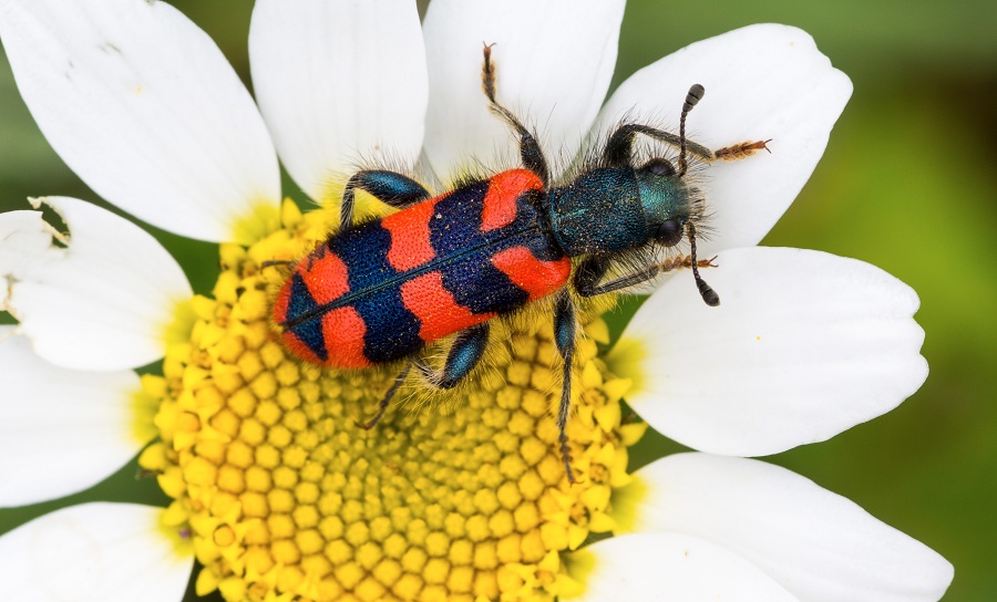 Trichodes alvearius (Cleridae)