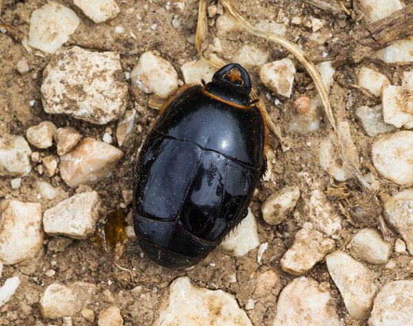 Pactolinus major, Histeridae