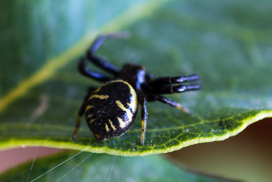 Thomisidae: Synema globosum  - S.G.Rotondo Gargano (FG)