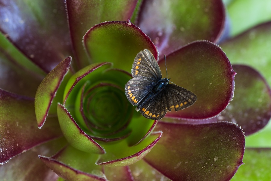 da id - Aricia agestis, Lycaenidae