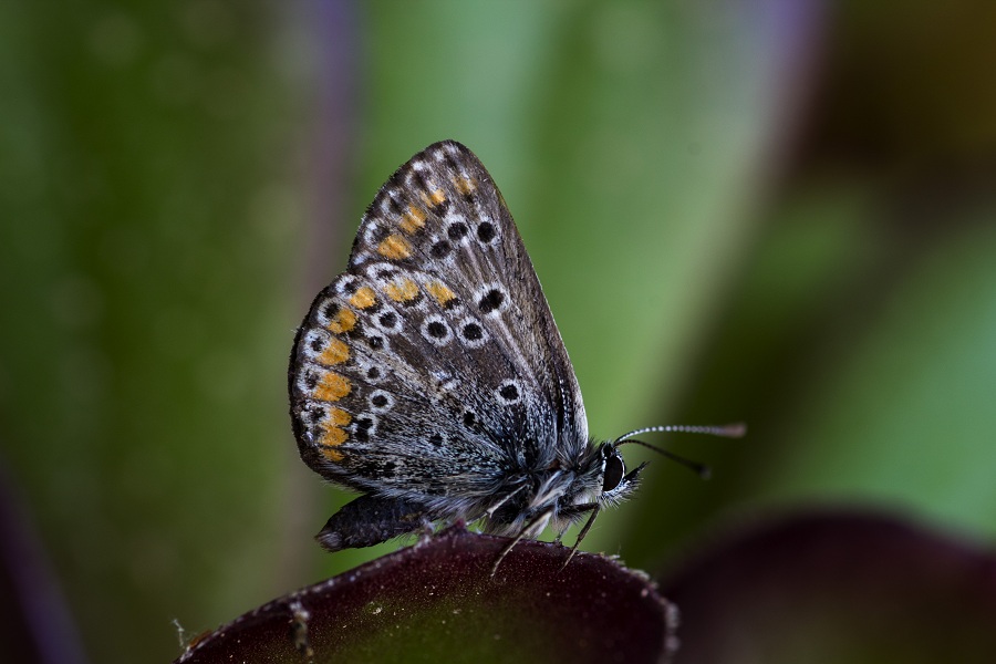 da id - Aricia agestis, Lycaenidae