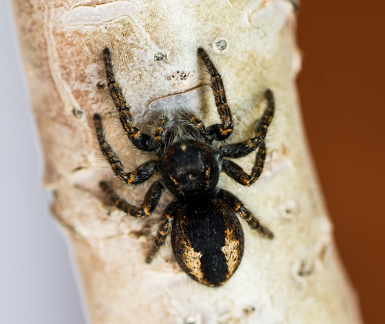 Salticidae: Philaeus chrysops, femmina  - S.G.Rotondo Gargano (FG)