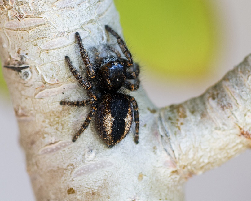 Salticidae: Philaeus chrysops, femmina  - S.G.Rotondo Gargano (FG)