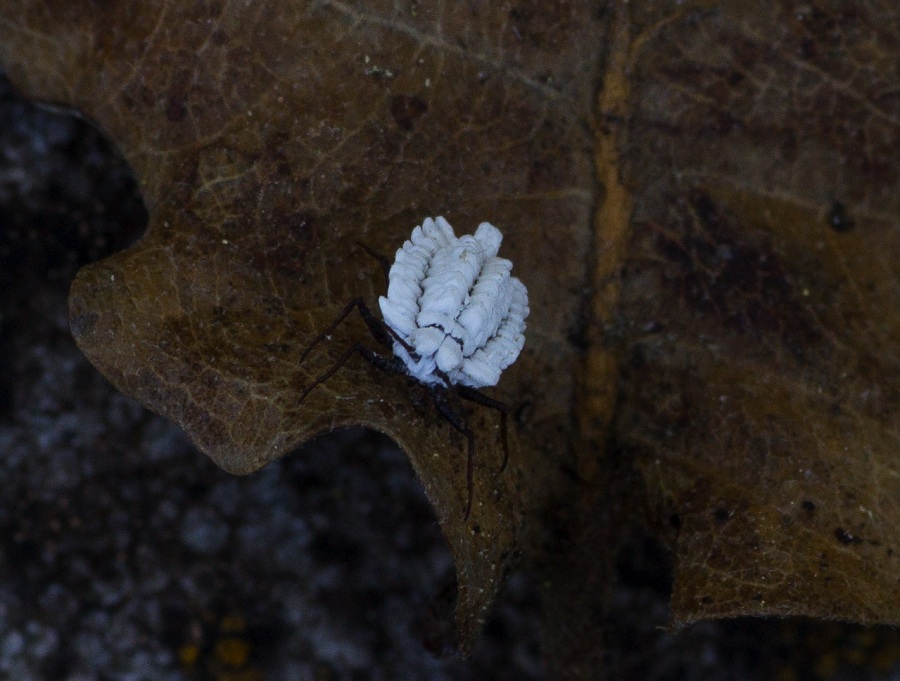 Orthezia sp. (Ortheziidae)