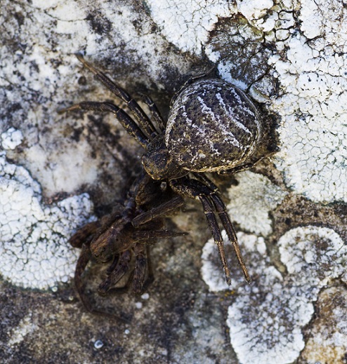 Quale Xysticus ?
