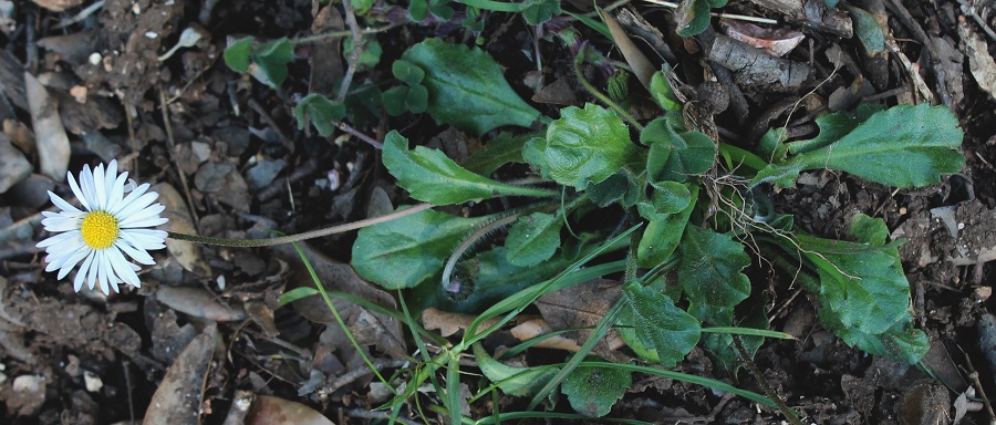 Bellis perennis