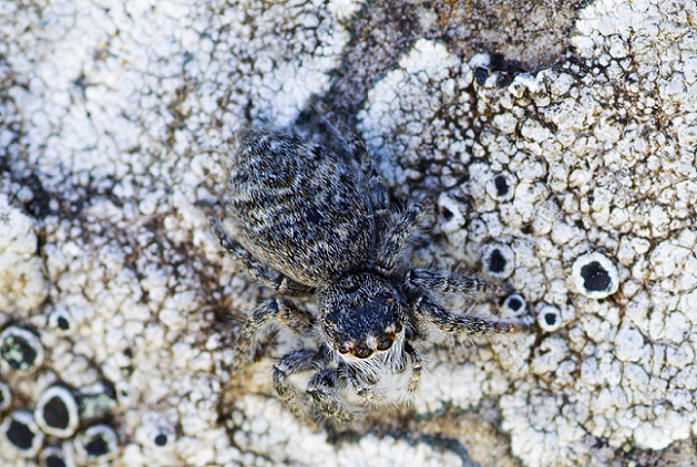 Salticidae: giovane Philaeus chrysops - S. G. Rotondo Gargano (FG)