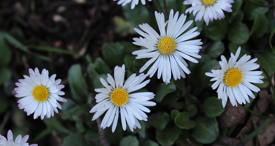 Bellis perennis