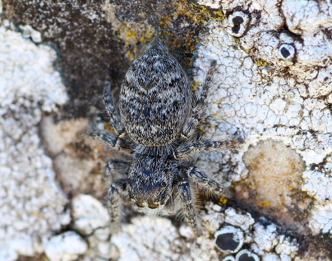 Salticidae: giovane Philaeus chrysops - S. G. Rotondo Gargano (FG)