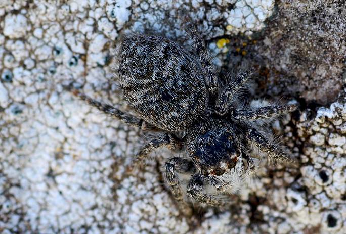 Salticidae: giovane Philaeus chrysops - S. G. Rotondo Gargano (FG)
