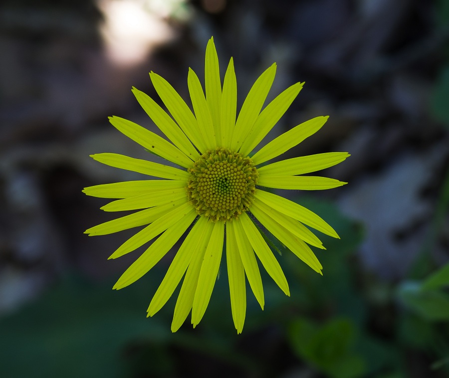 Doronicum orientale / Doronico orientale
