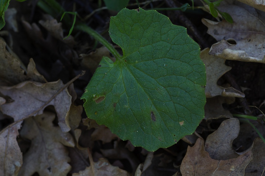 Doronicum orientale / Doronico orientale