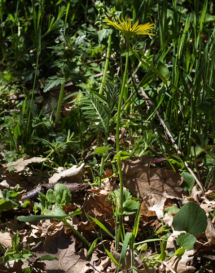 Doronicum orientale / Doronico orientale