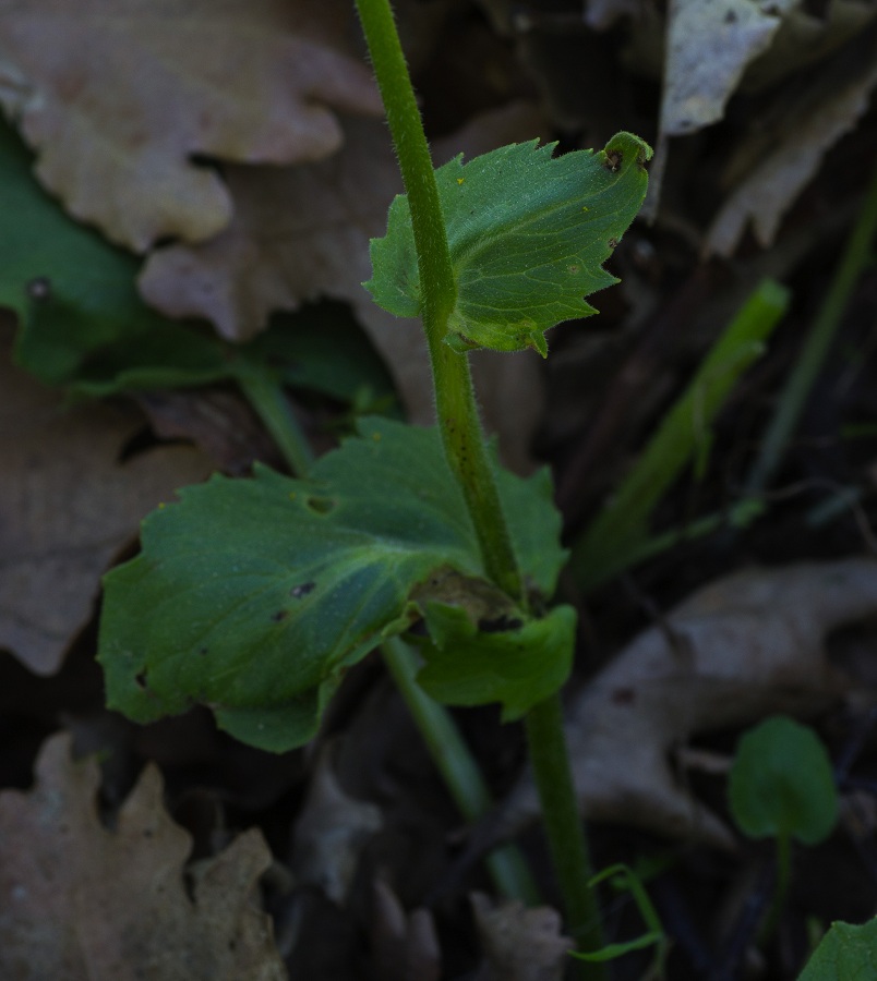 Doronicum orientale / Doronico orientale