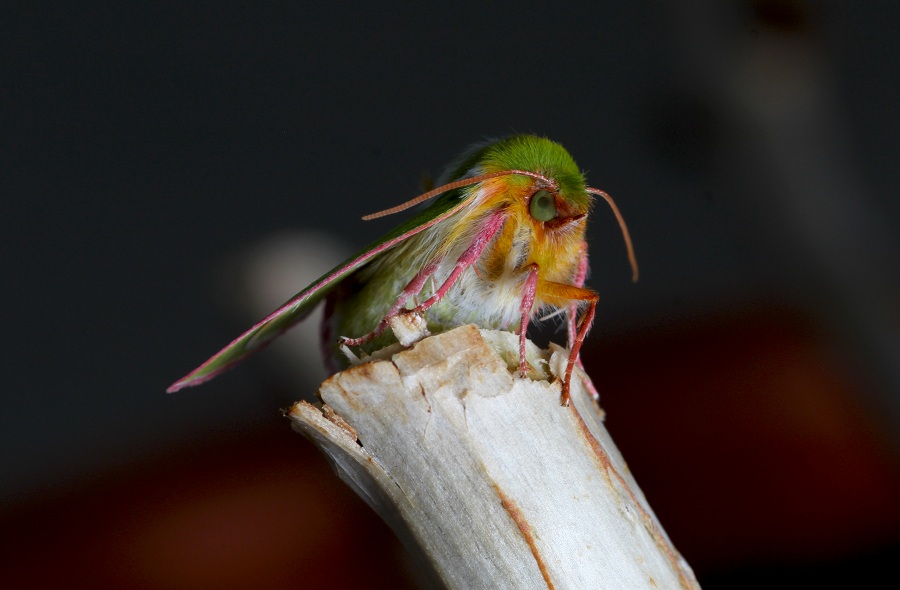 lepidottero da id:  Pseudoips prasinana - Nolidae