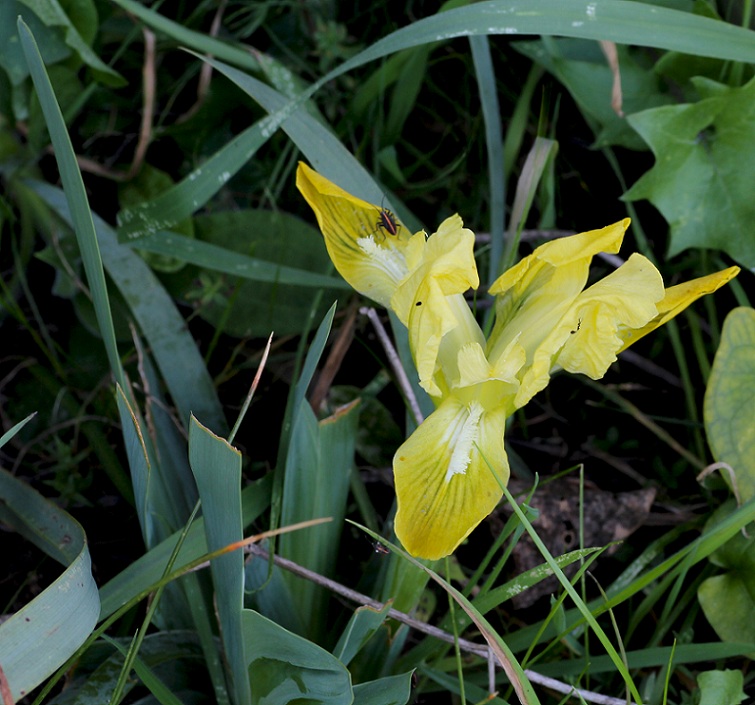 Iris pseudopumila