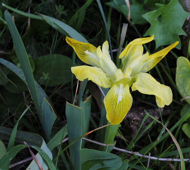 Iris pseudopumila