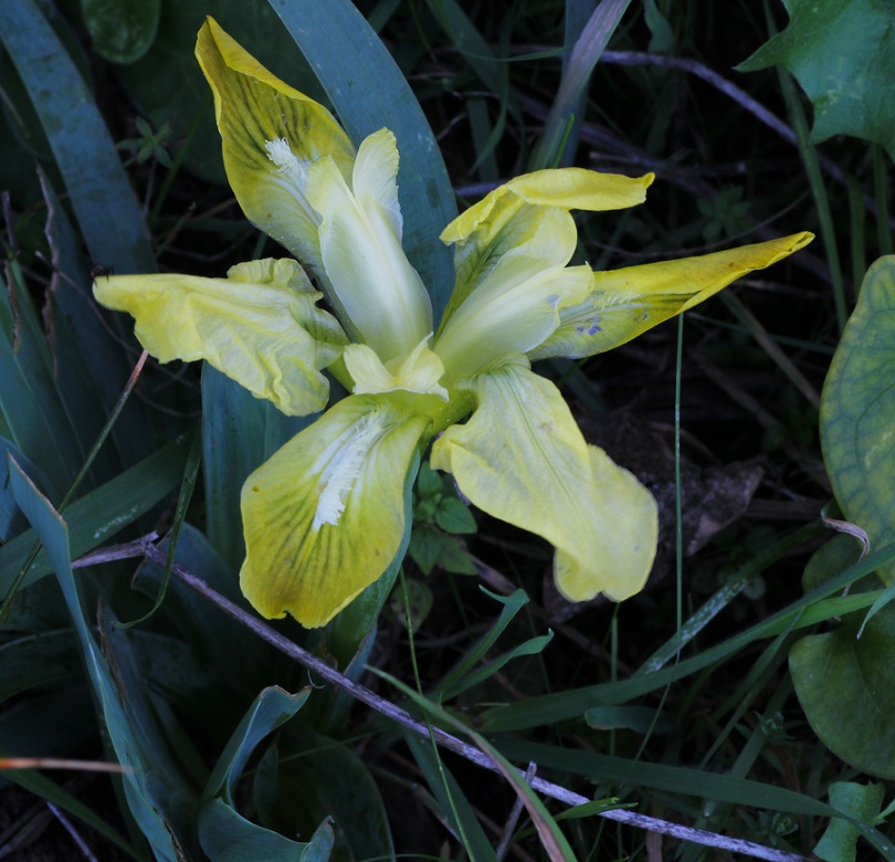 Iris pseudopumila