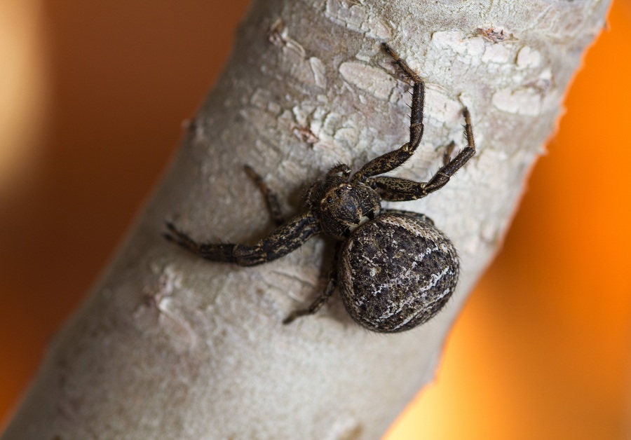 Quale Xysticus ?