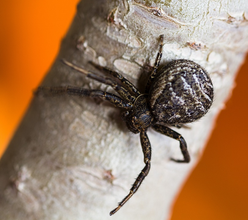 Quale Xysticus ?