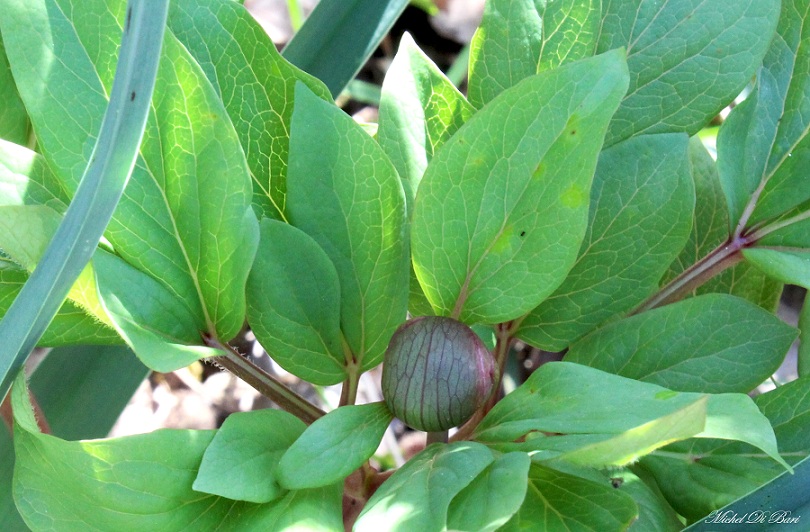Paeonia mascula