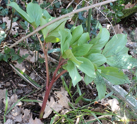 Paeonia mascula