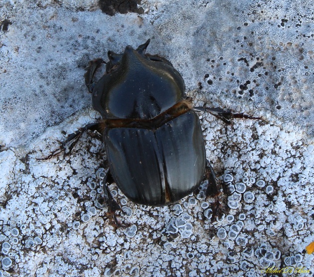 Bubas bison - Scarabaeidae
