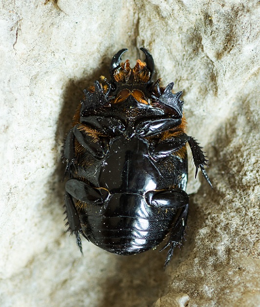 Pactolinus major, Histeridae