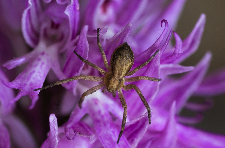 Philodromidae: Philodromus sp.  -  Foresta Umbra Gargano (FG)