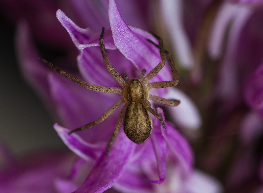 Philodromidae: Philodromus sp.  -  Foresta Umbra Gargano (FG)