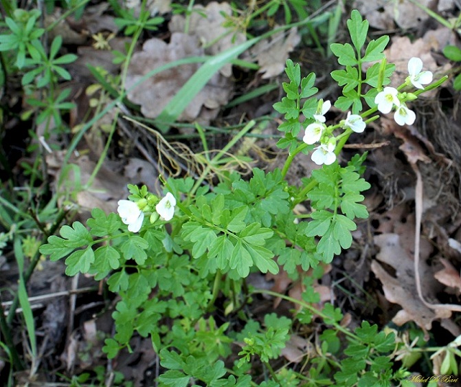 Cardamine graeca / Billeri greco