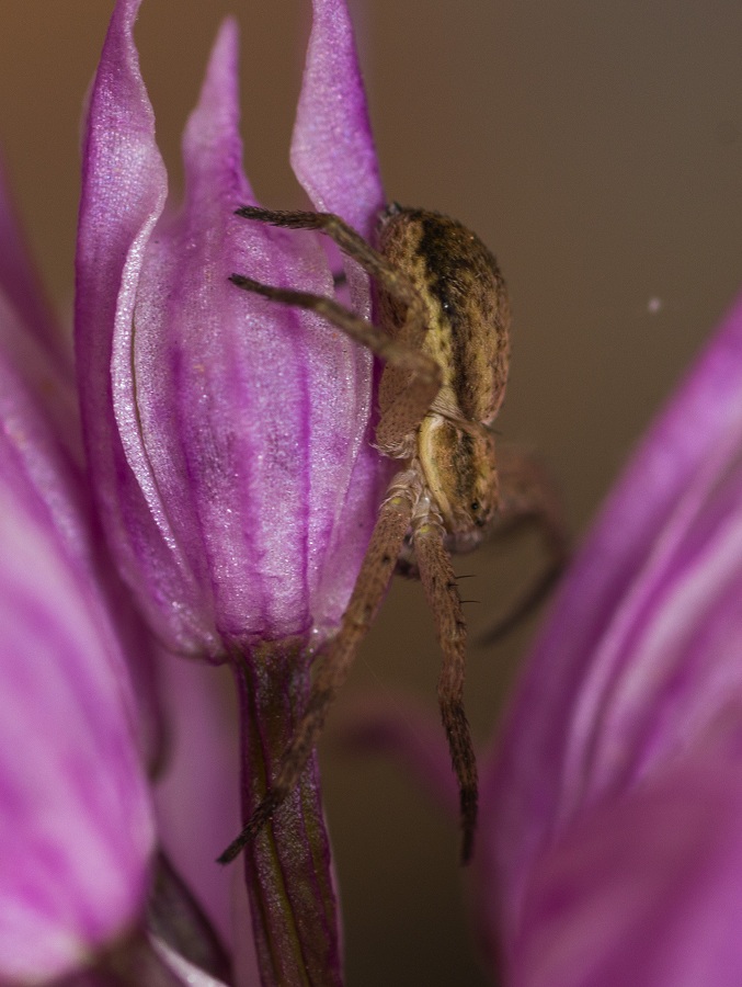 Philodromidae: Philodromus sp.  -  Foresta Umbra Gargano (FG)