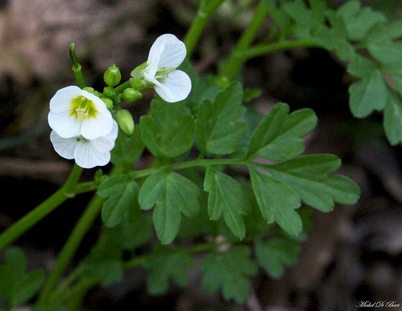 Cardamine graeca / Billeri greco