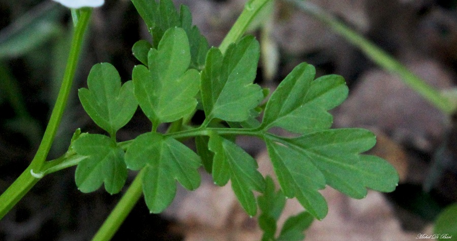 Cardamine graeca / Billeri greco