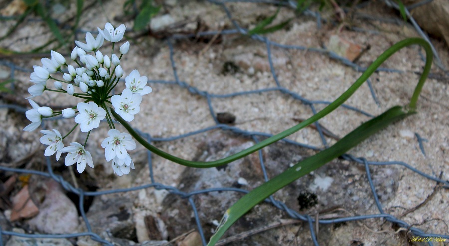 Allium neapolitanum / Aglio napoletano