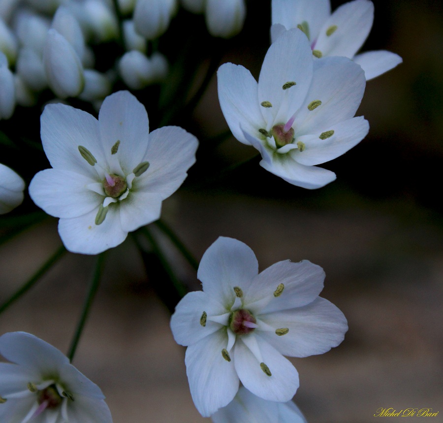 Allium neapolitanum / Aglio napoletano