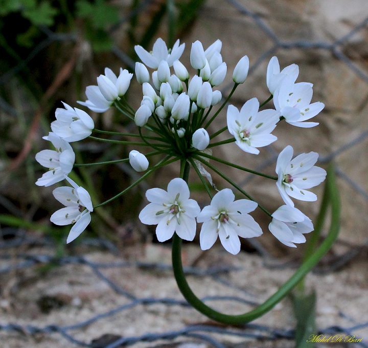Allium neapolitanum / Aglio napoletano