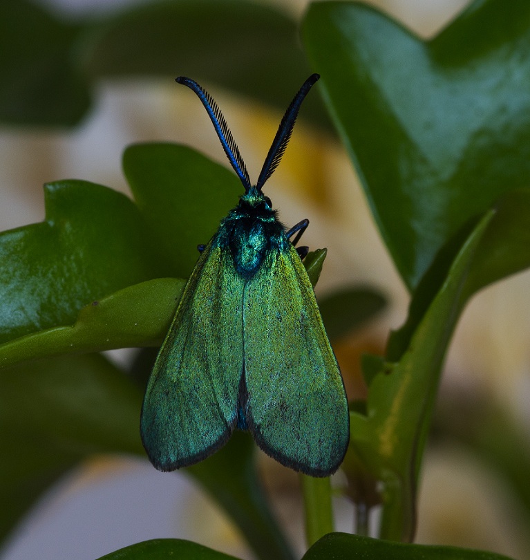 farfalla da det. - Adscita mannii, Zygaenidae