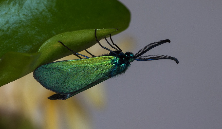 farfalla da det. - Adscita mannii, Zygaenidae