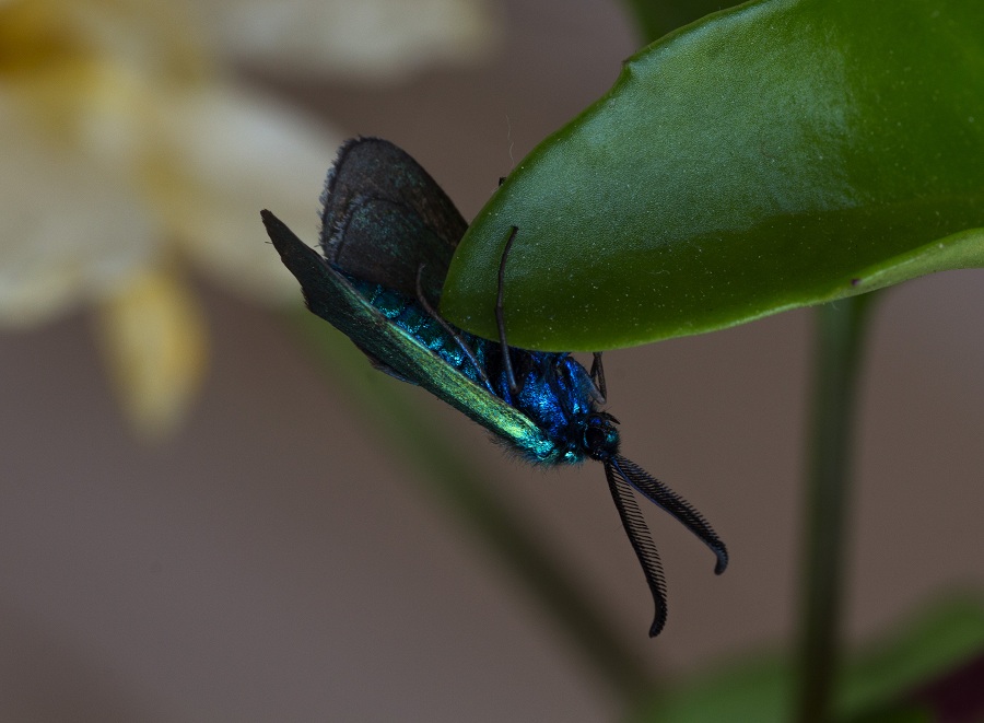 farfalla da det. - Adscita mannii, Zygaenidae