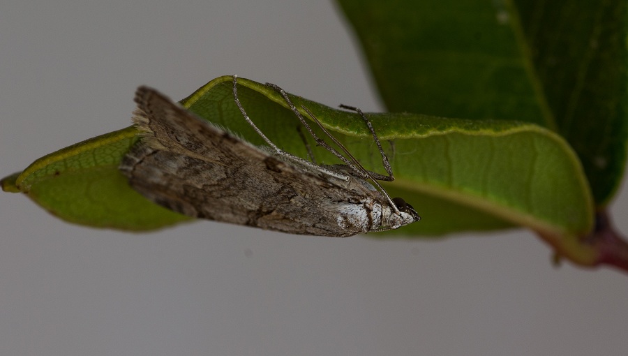 farfalla da id - Aplocera plagiata, Geometridae