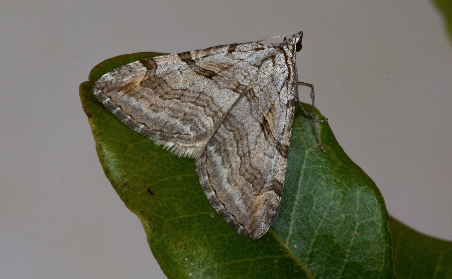 farfalla da id - Aplocera plagiata, Geometridae