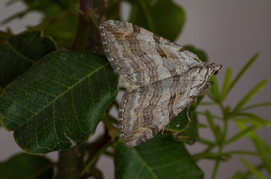 farfalla da id - Aplocera plagiata, Geometridae