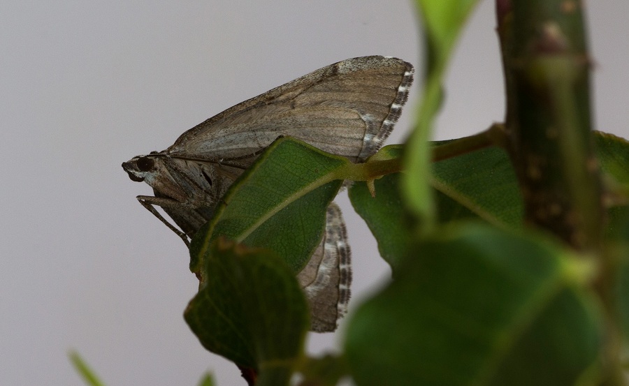 farfalla da id - Aplocera plagiata, Geometridae