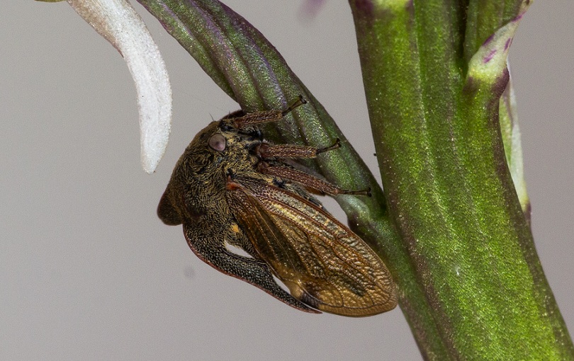 Cicadomorpha: Centrotus cornutus (Membracidae)