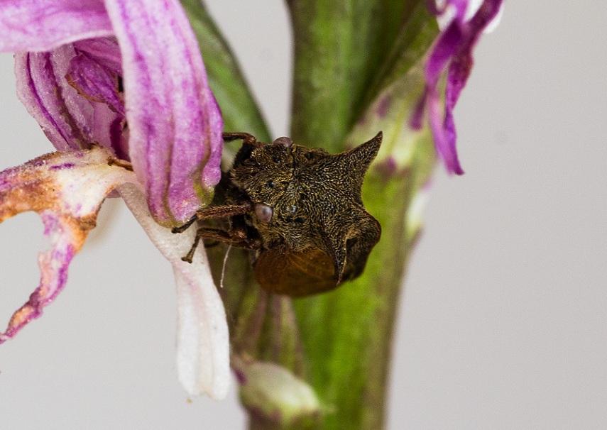 Cicadomorpha: Centrotus cornutus (Membracidae)