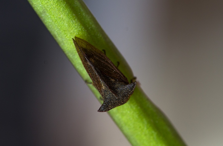 Cicadomorpha: Centrotus cornutus (Membracidae)