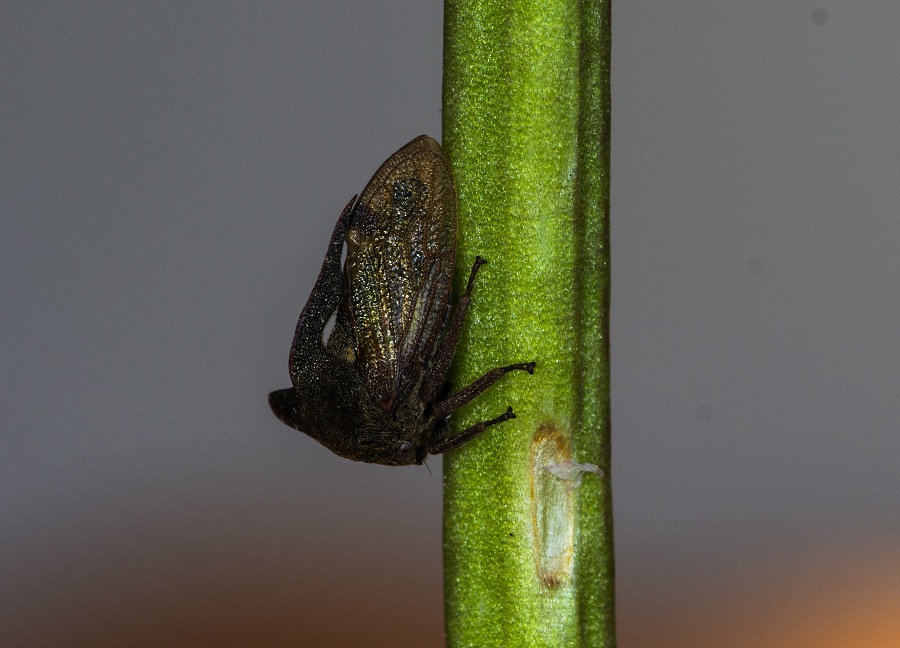 Cicadomorpha: Centrotus cornutus (Membracidae)